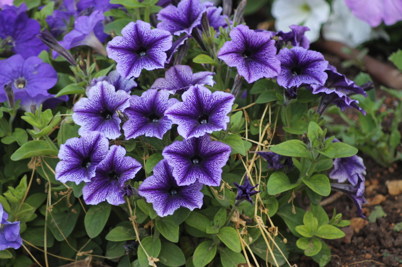 Purple Color Flowers with green leaves