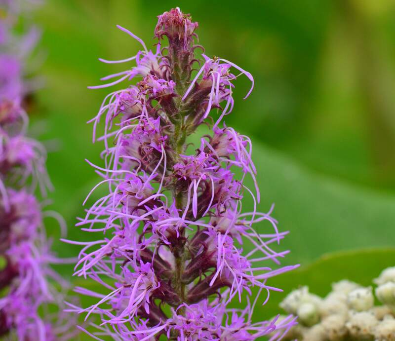 A purple colored Prarie Blazing Star with green background