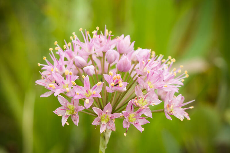 pink colored flowers of prairie onion