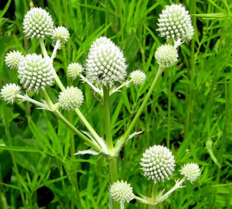 A green colored rattlesnake master plant