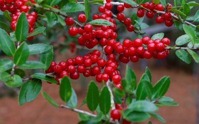 11 Best Native Plants for Chesapeake, VA