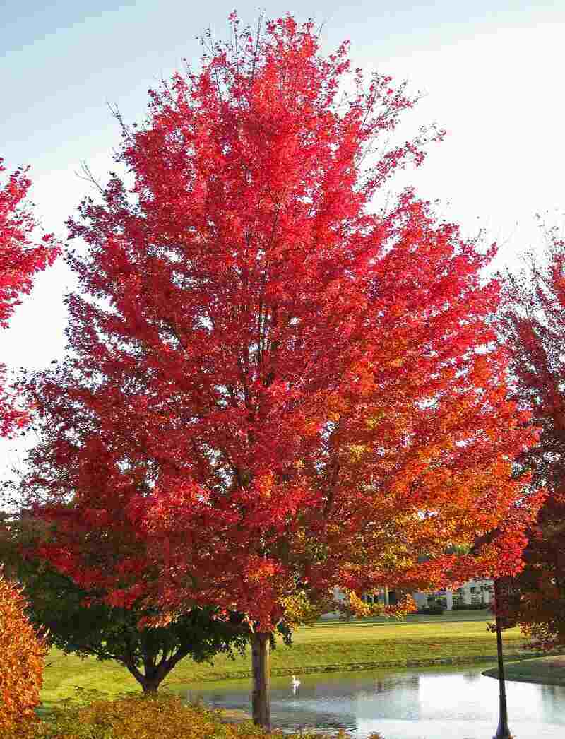 Red color maple tree 