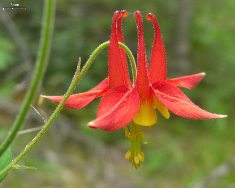 a beautiful photo of red columbine flower