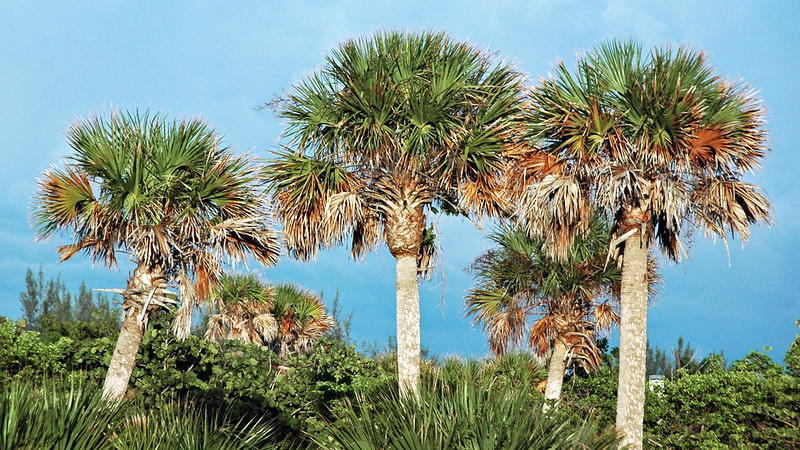 three sabal palmetto tree
