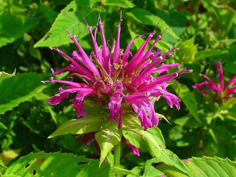Close-up of the flower of a Scarlet Bee Balm plant