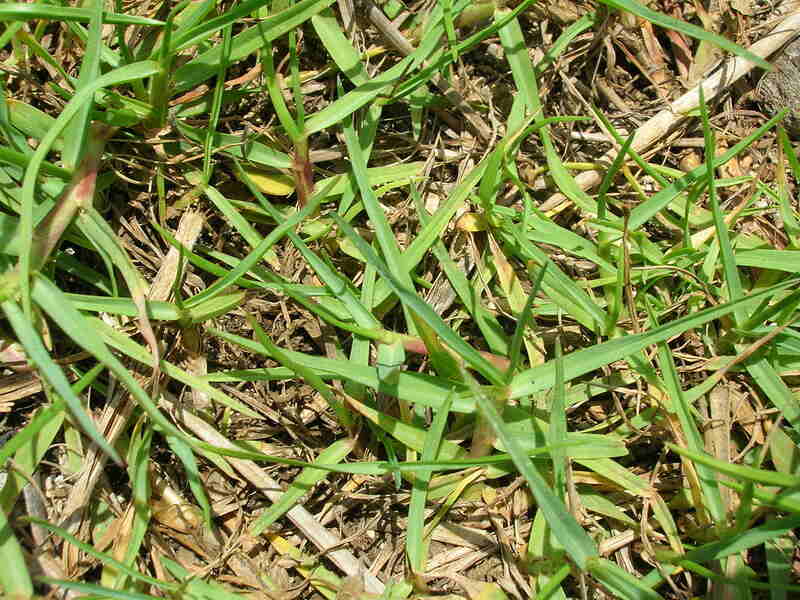 close up image of Seashore Paspalum Grass
