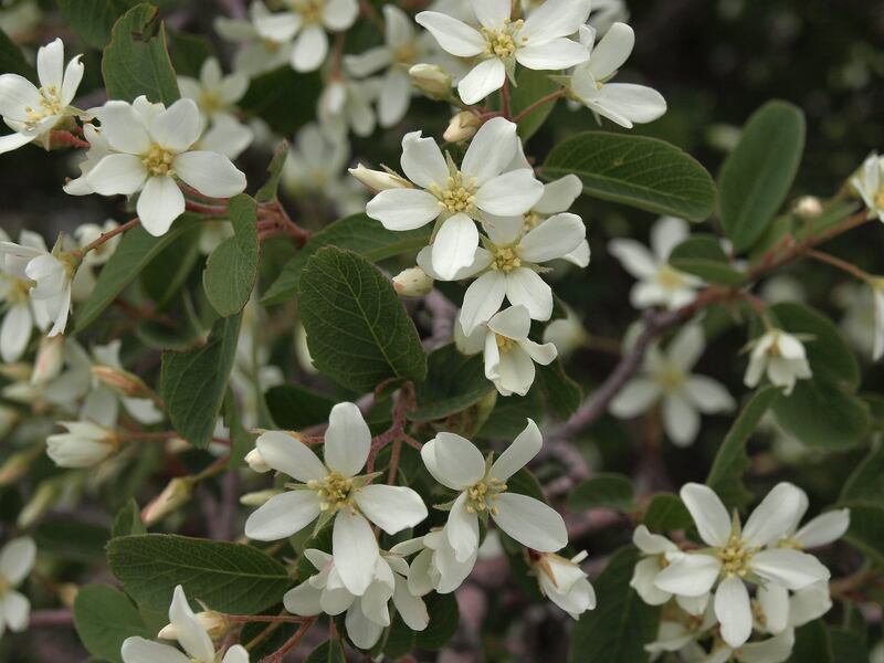 image of white flowers on a plant