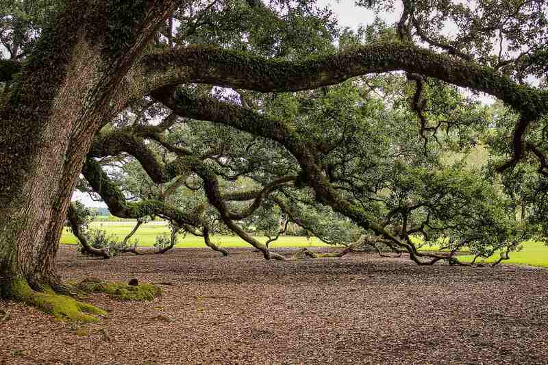 Wide Spread Oak Live Tree
