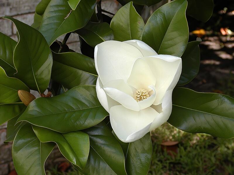 White color magnolia flower