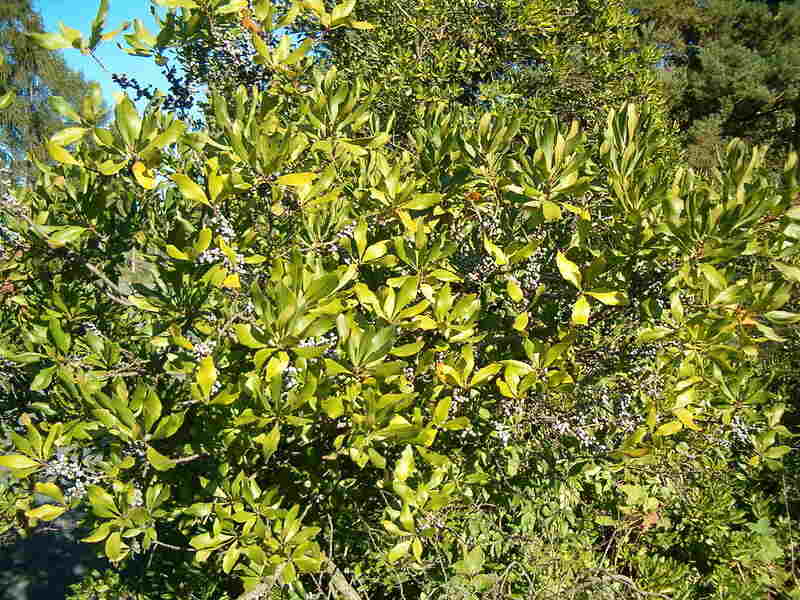 Green color tree leaves of wax myrtle