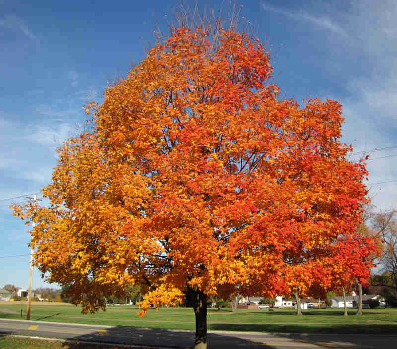 image of orange sugar maple tree
