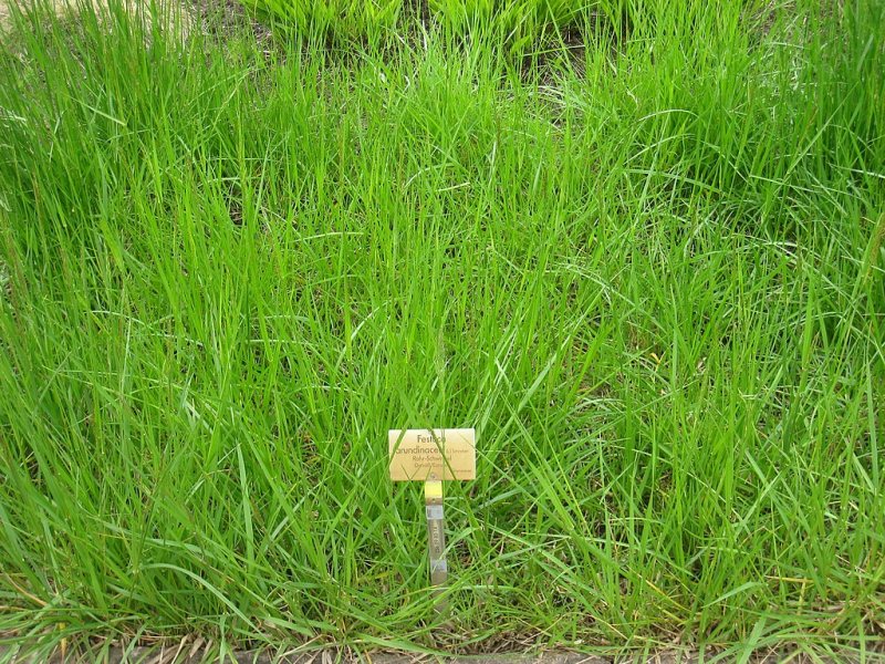 Tall Fescue