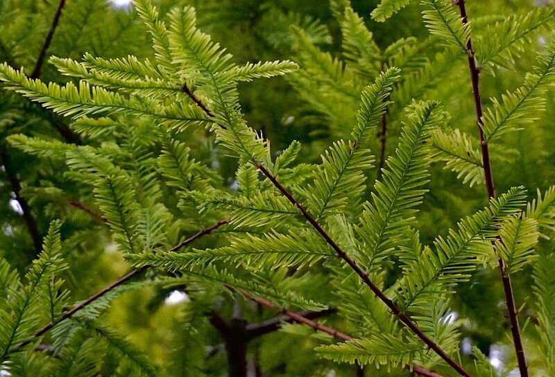 A picture showing green leaves of bald cypress tree