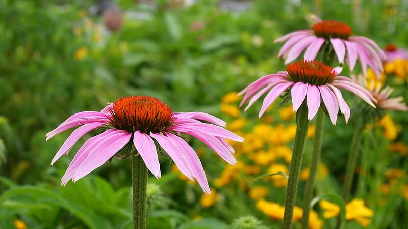 closeup image of Tennessee Coneflower