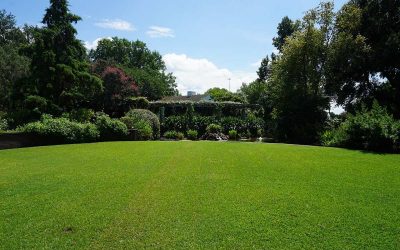 Best Grasses for a Great Texas Lawn