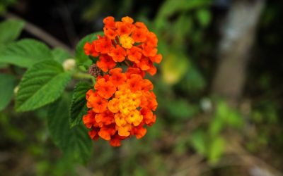15 Best Native Plants for Central Texas