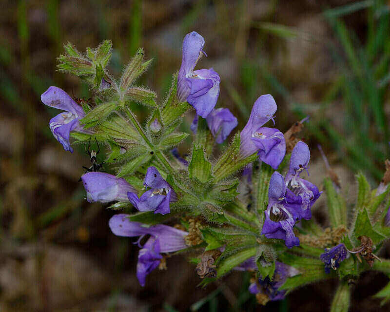 Small Color Purple Color flower