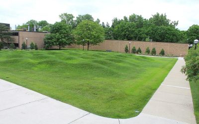 5 Best Grass Types for Michigan