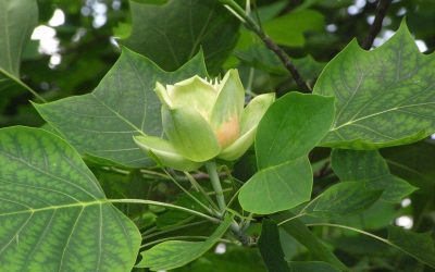 10 Best Native Plants for Kentucky