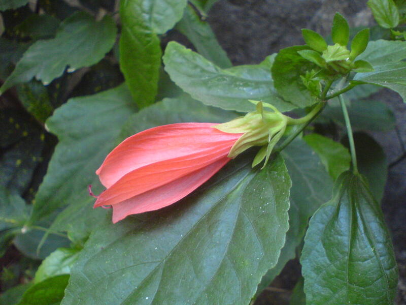 red flower on green leaves