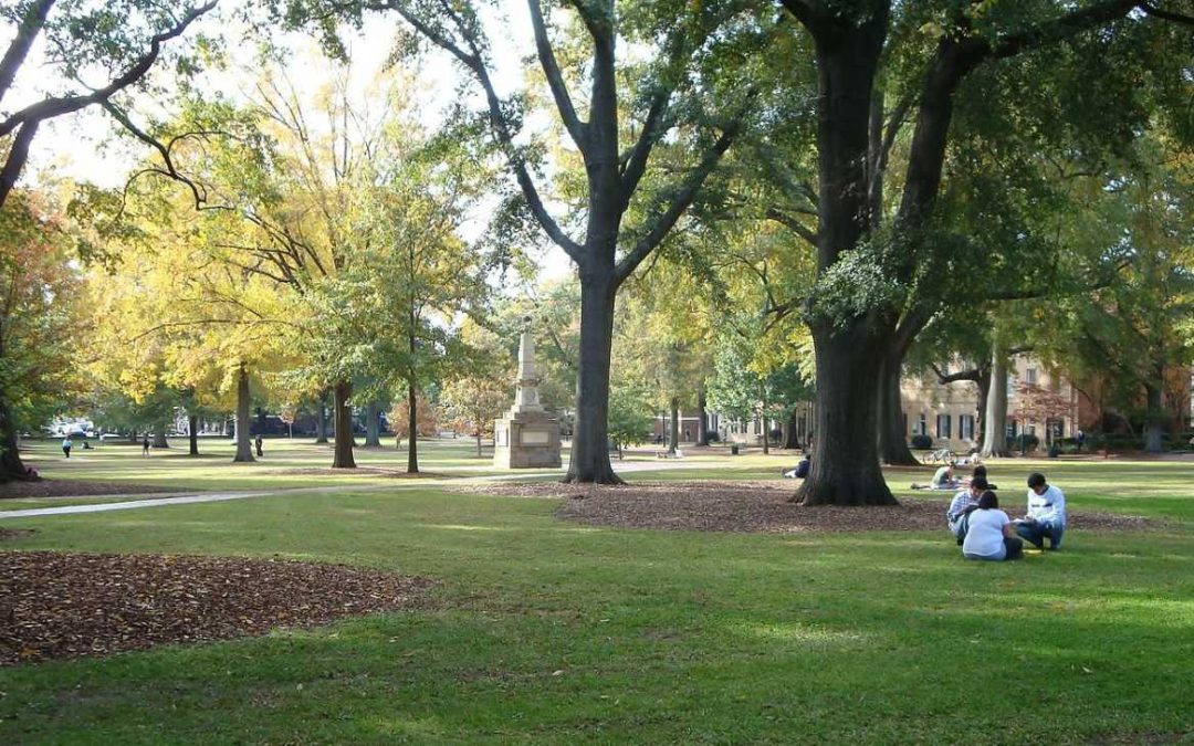 7 Best Grass Types for Columbia, South Carolina