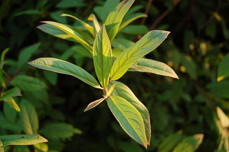 Long Green Leaves of virginia sweetspire