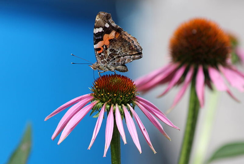 butterfly sitting on wavyleaf purple color cone flower