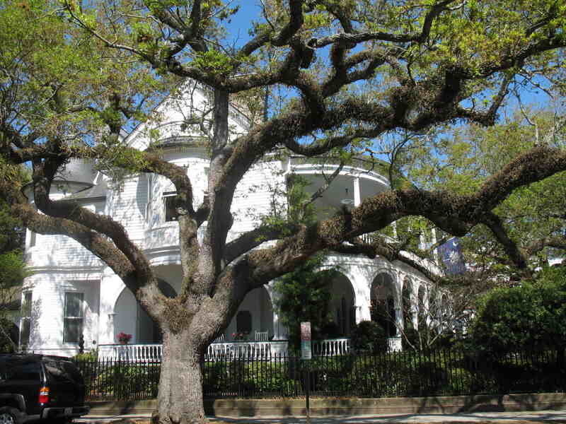 A grand live oak (evergreen) before an equally grand old Charleston house,