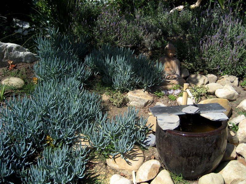 Xeriscaping idea with plants