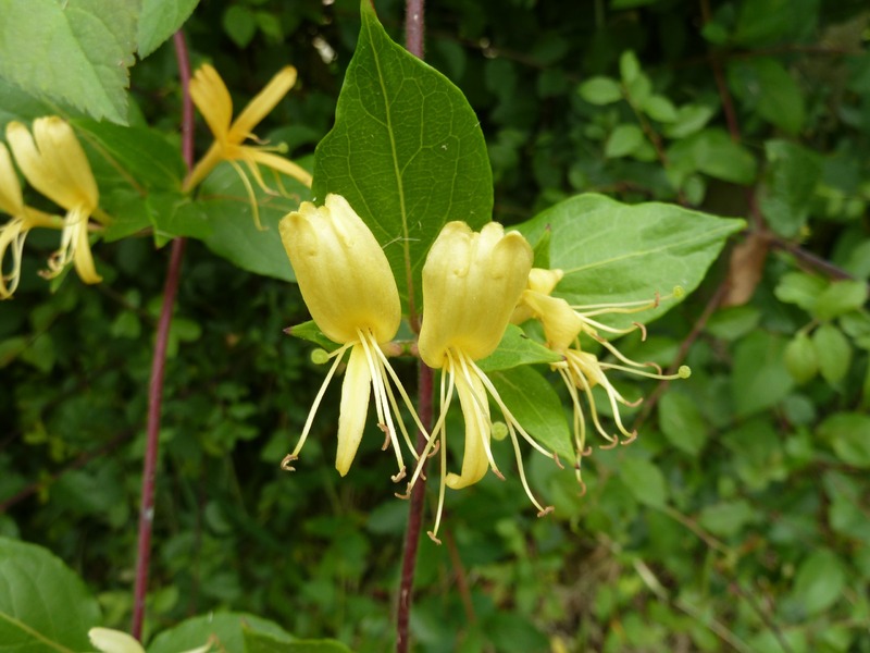 Yellow color Honeysuckle flower on plant branch