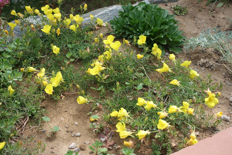 Many Yellow color flowers