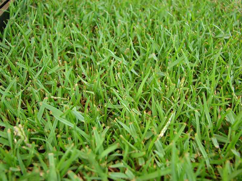Green color zoysiagrass