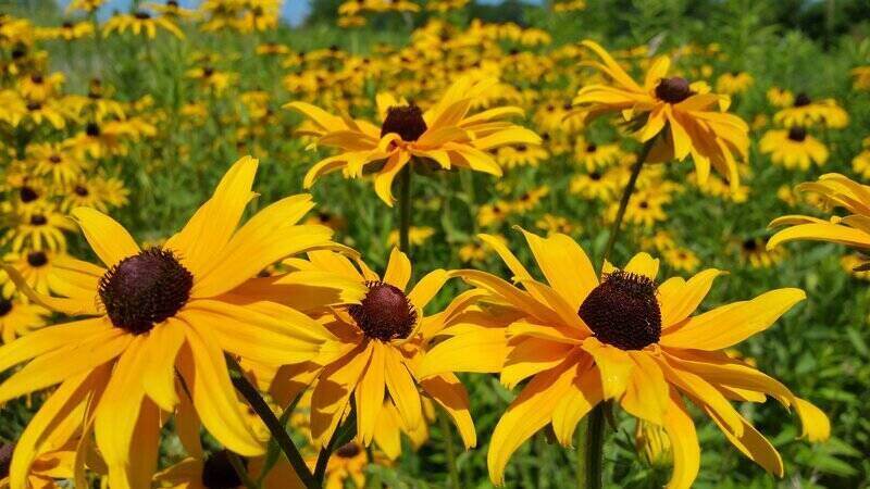 beautiful black-eyed susan flowers with sunlight shining on them