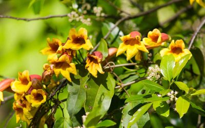9 Best Native Plants for Your Baton Rouge Landscape
