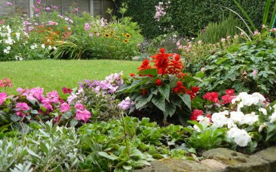 8 Low-Maintenance Landscaping Ideas for Sacramento, CA