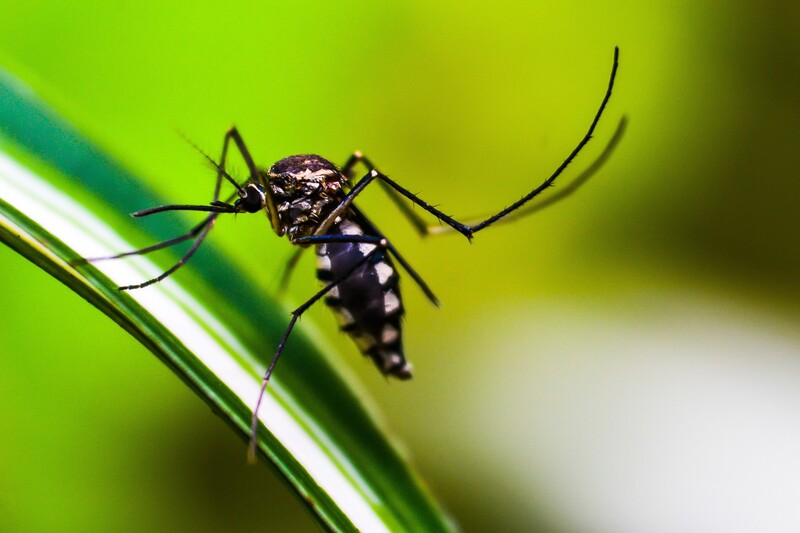 a mosquito sitting on a grass