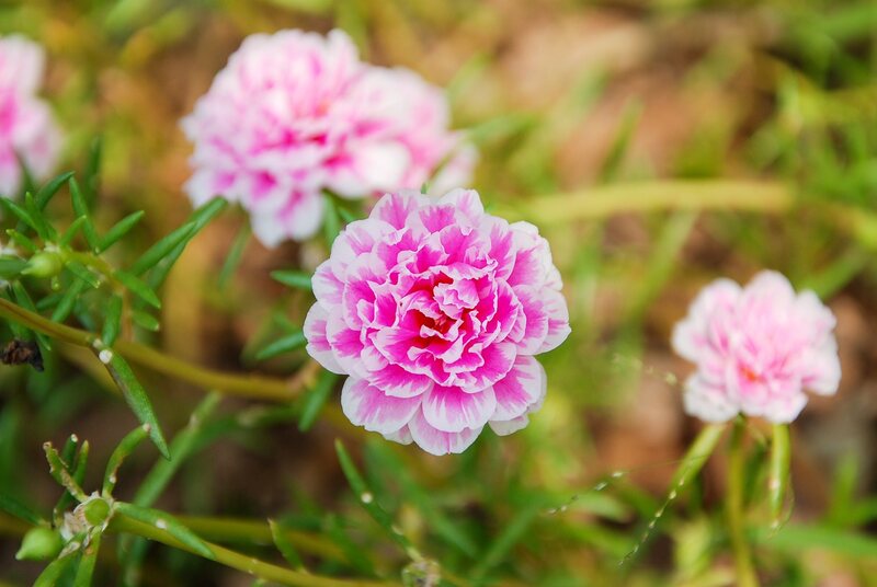 A close up of moss rose plant