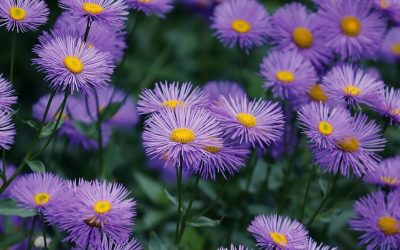 20 Best Native Plants for Connecticut