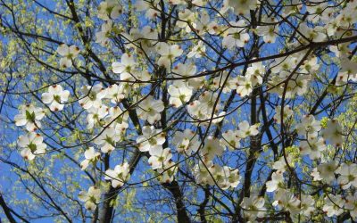 15 Best Native Plants for Lafayette, LA
