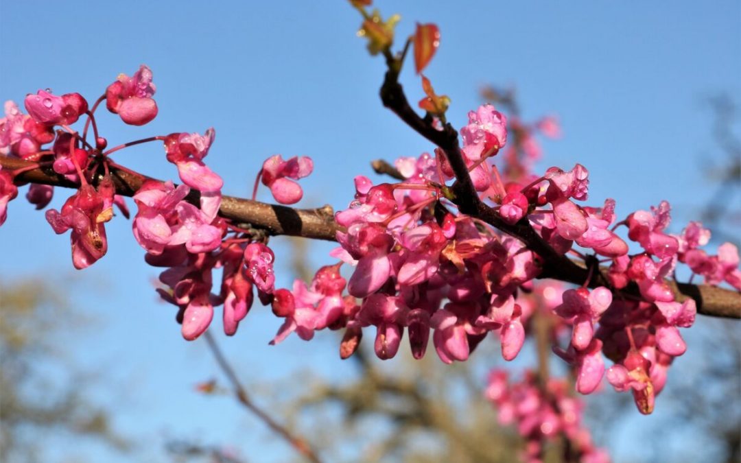 20 Best Native Plants for Arkansas