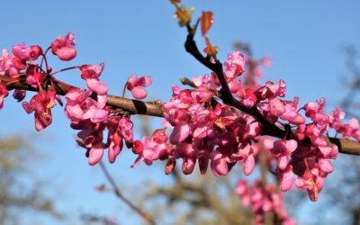 20 Best Native Plants for Arkansas