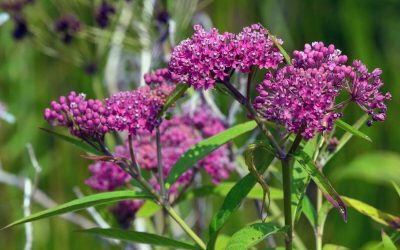 10 Best Native Plants for Detroit, MI