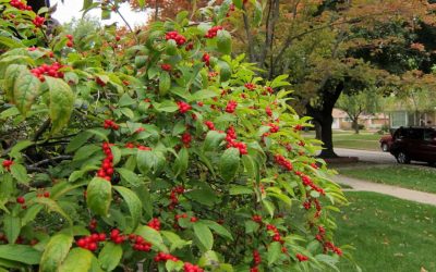 9 Native Plants for Your Washington DC Landscape