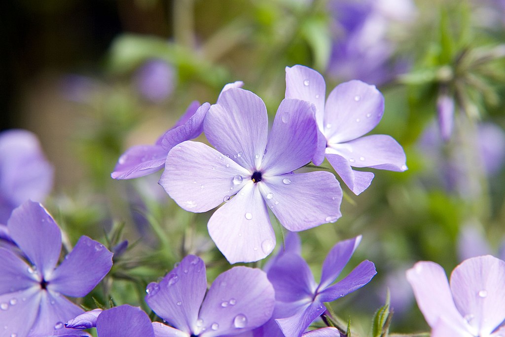 Purple Color Flower with blurr background