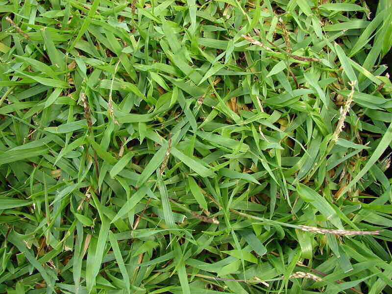 green color zoysiagrass