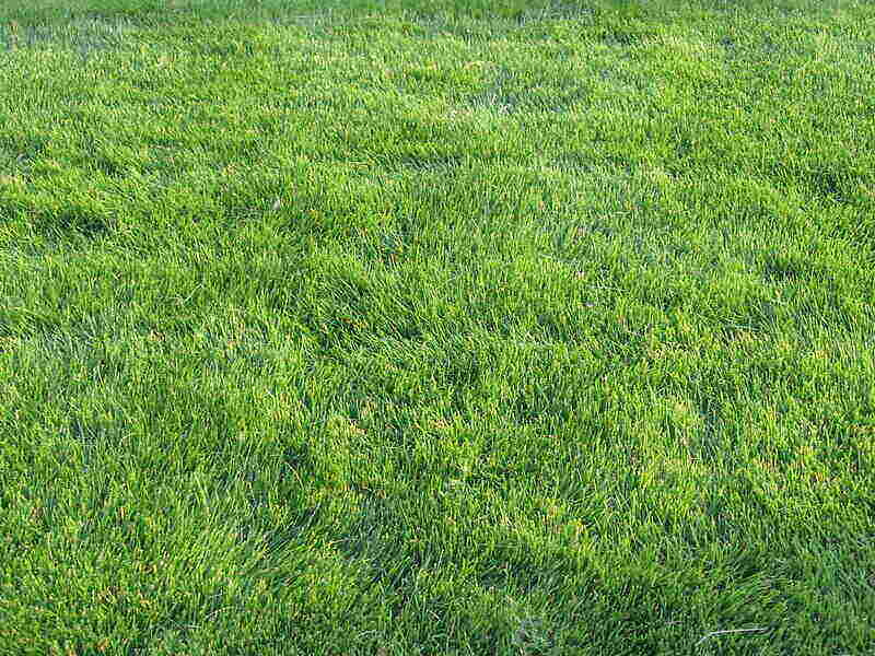Green color zoysiagrass