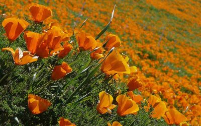 10 Best Native Plants for Southern California