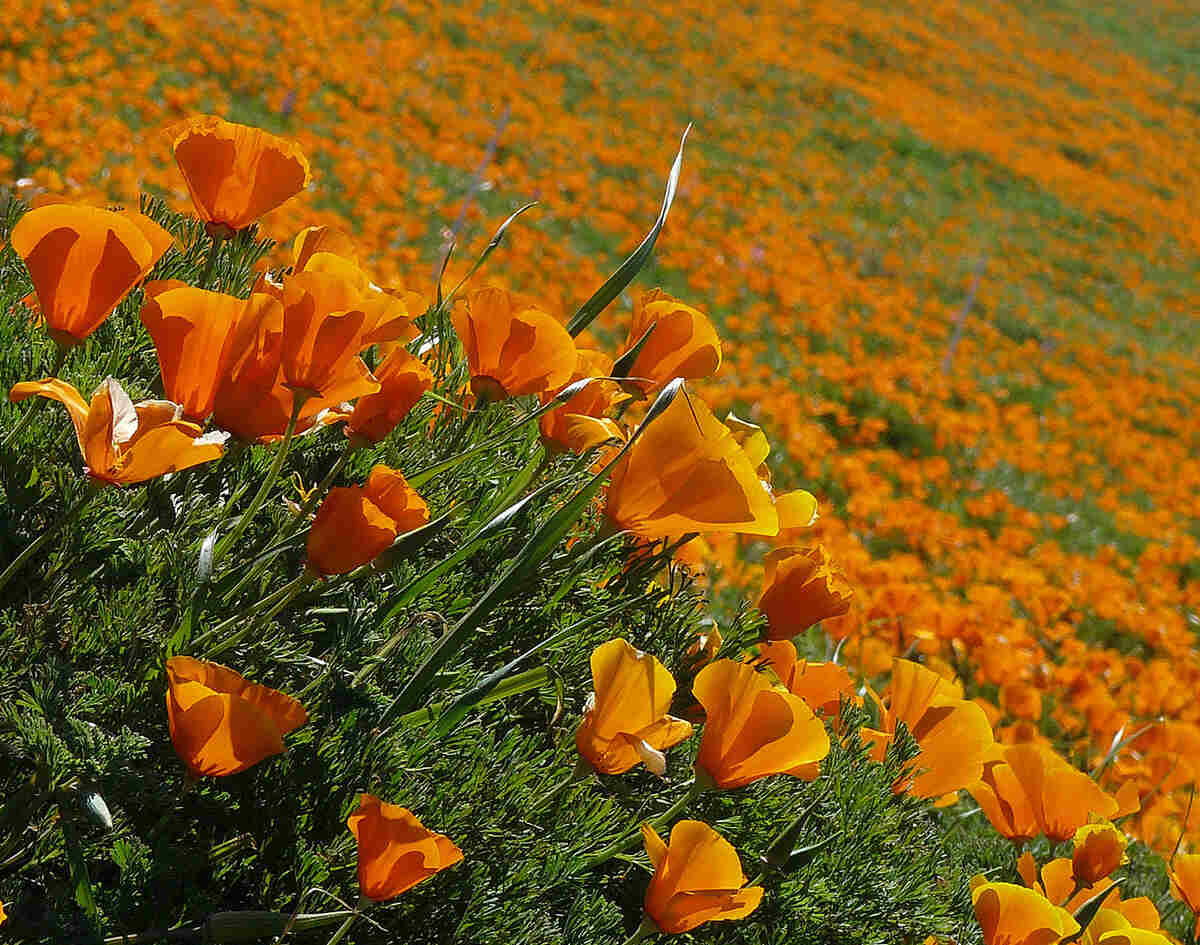 Beautiful orange colored flowers of california poppy