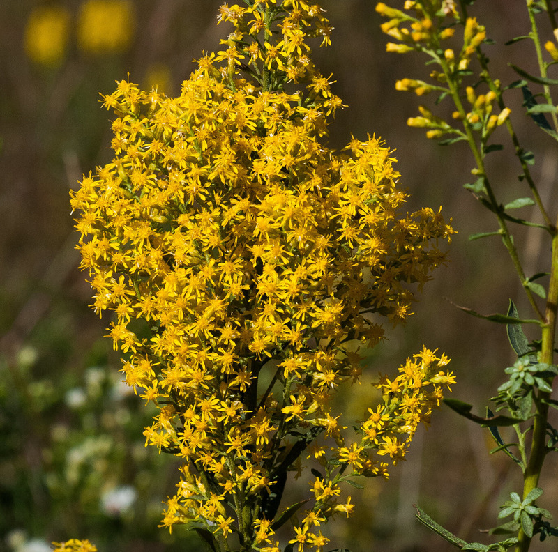 A beautiful close up of a yellow colored golden rod plant