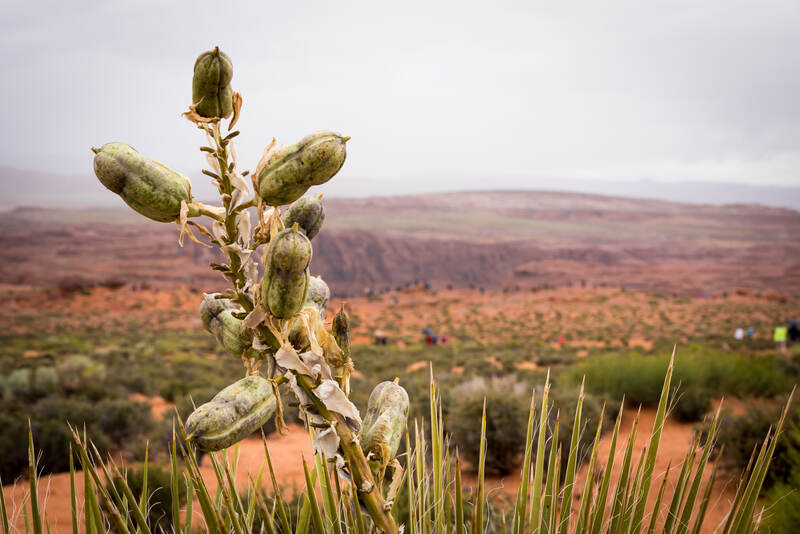 a soaptree yucca in a desert